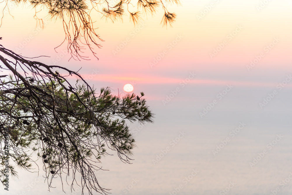 Obraz premium tree on beach