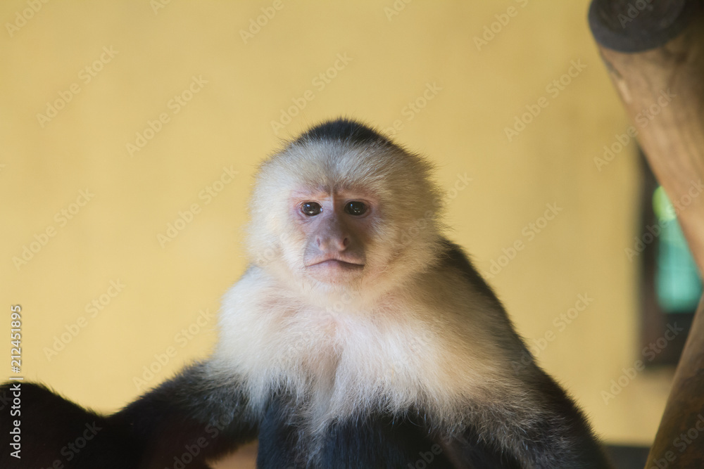 singe singe