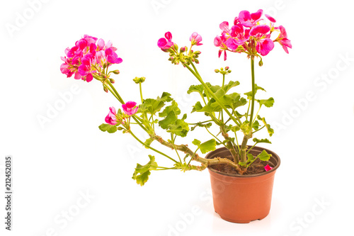 Fototapeta Naklejka Na Ścianę i Meble -  Geranium pelargonium flower in pot isolated on white background