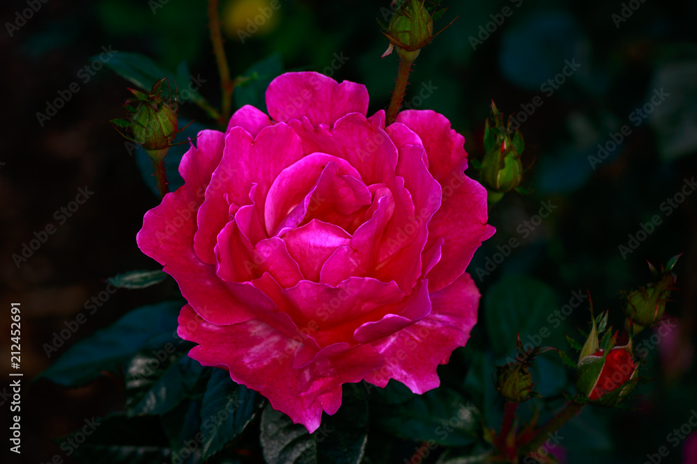 Fragrant Rose in Full Blossom Fragrant Rose in Full Blossom