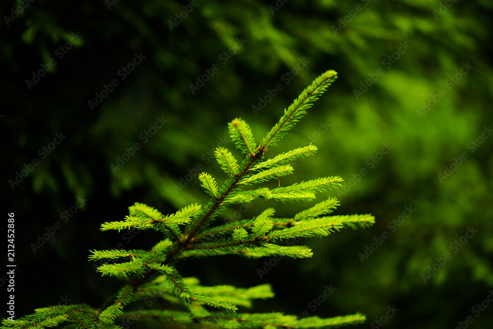 Beautiful pine trees on background high mountains. Beautiful pine trees on background high mountains.