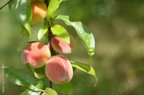 Peaches on the branch