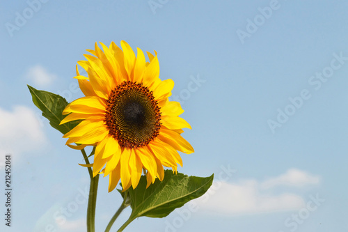 Sunflower against summer blue sky