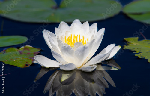 A Water Lilly