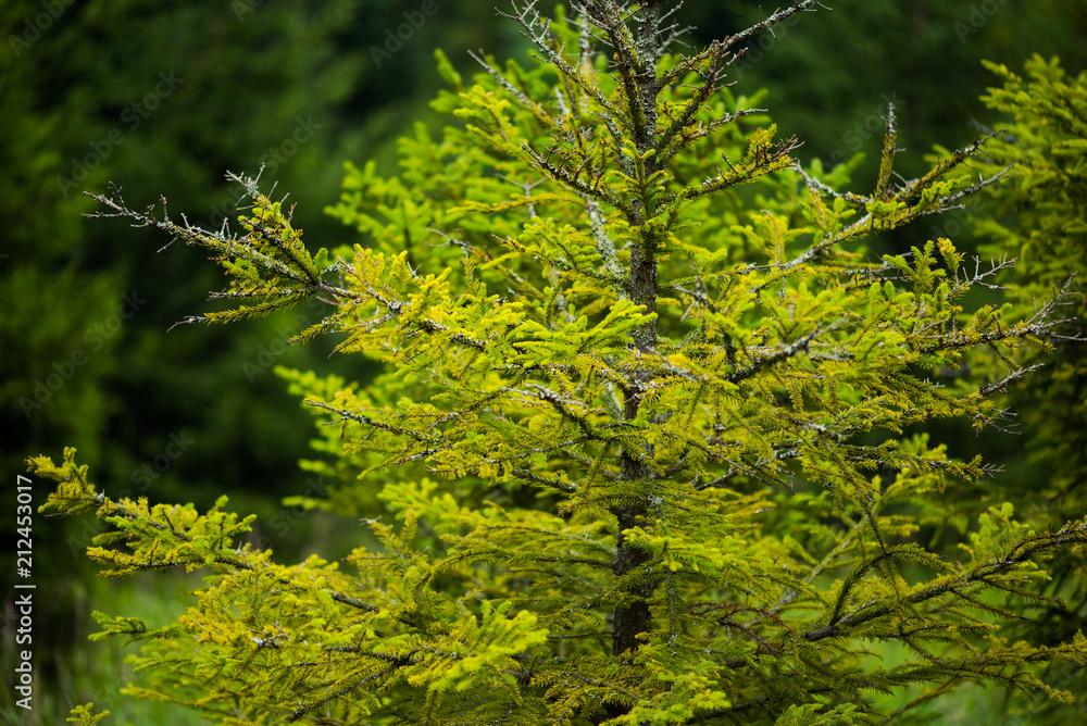 Beautiful pine trees on background high mountains. Beautiful pine trees on background high mountains.