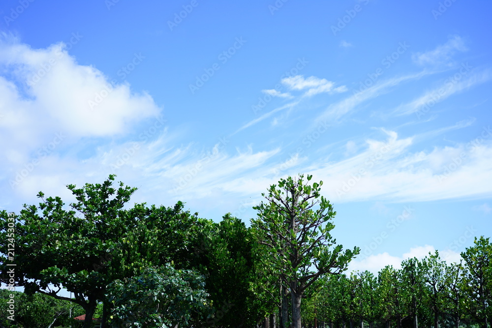 Obraz premium 沖縄の風景