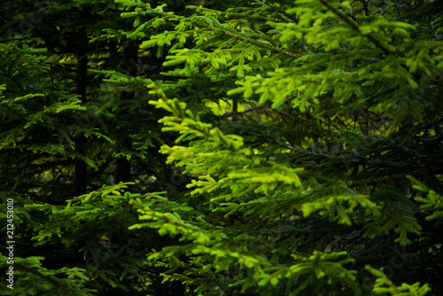 Beautiful pine trees on background high mountains. © alipko