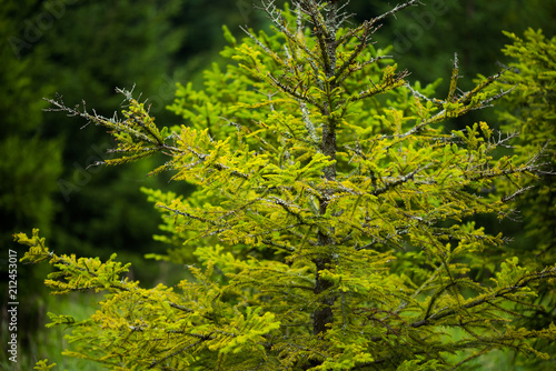 Beautiful pine trees on background high mountains. 