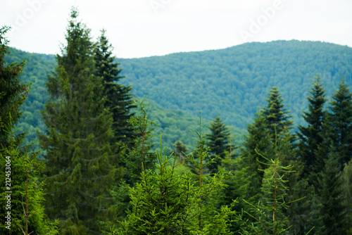 Beautiful pine trees on background high mountains. 