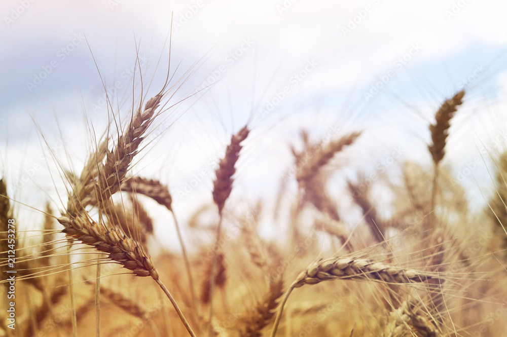 Fototapeta premium Close up of wheat field