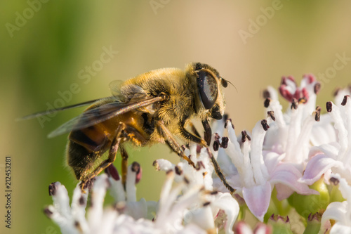 Beautiful Profile Picture of a Hard Working Bee