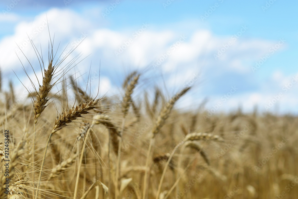 Wheat field in the summer