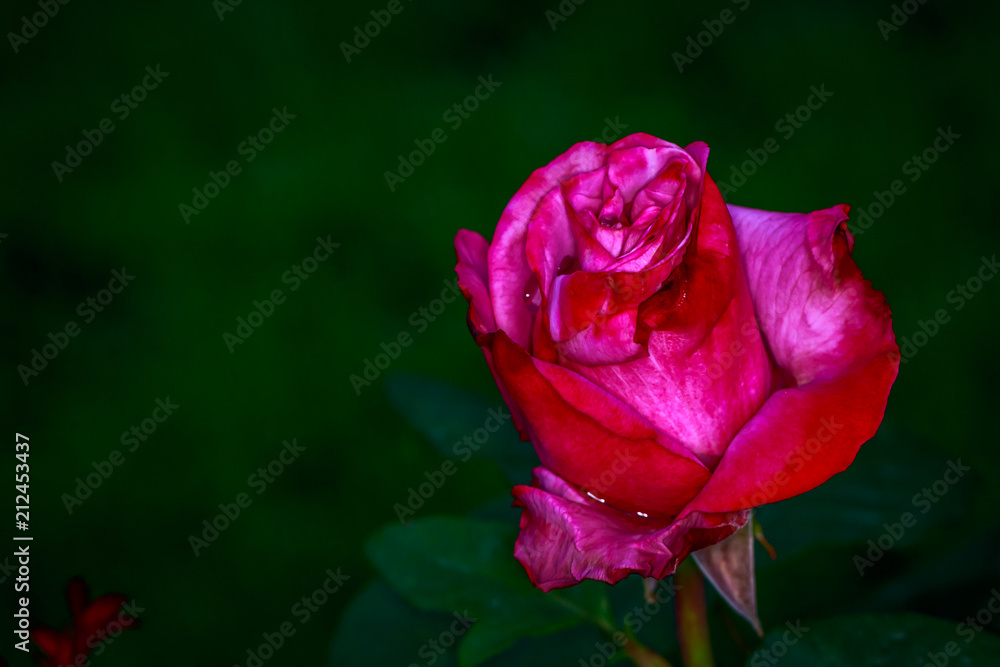 Fragrant Rose in Full Blossom Fragrant Rose in Full Blossom