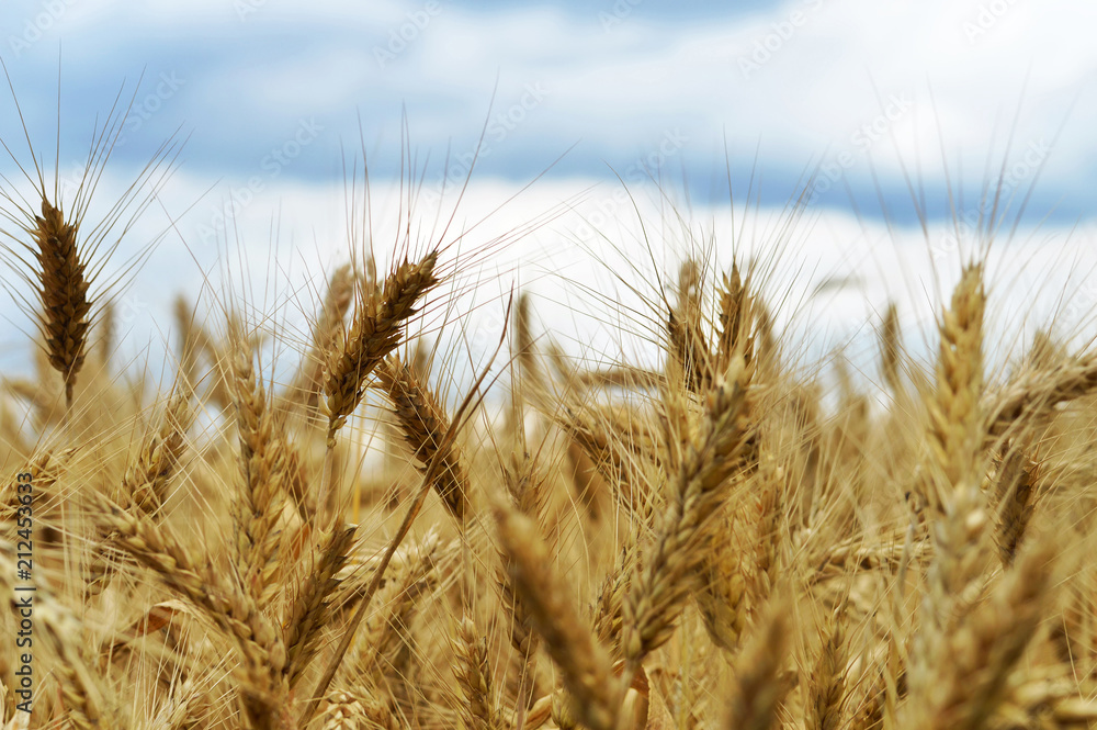 Fototapeta premium Wheat field in the summer