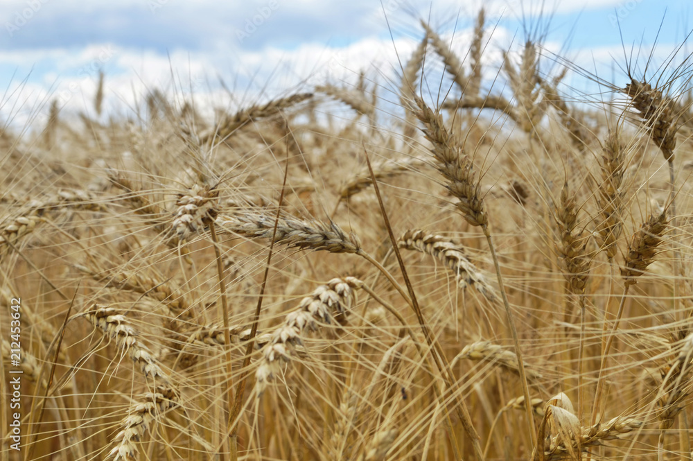 Golden wheat field Golden wheat field