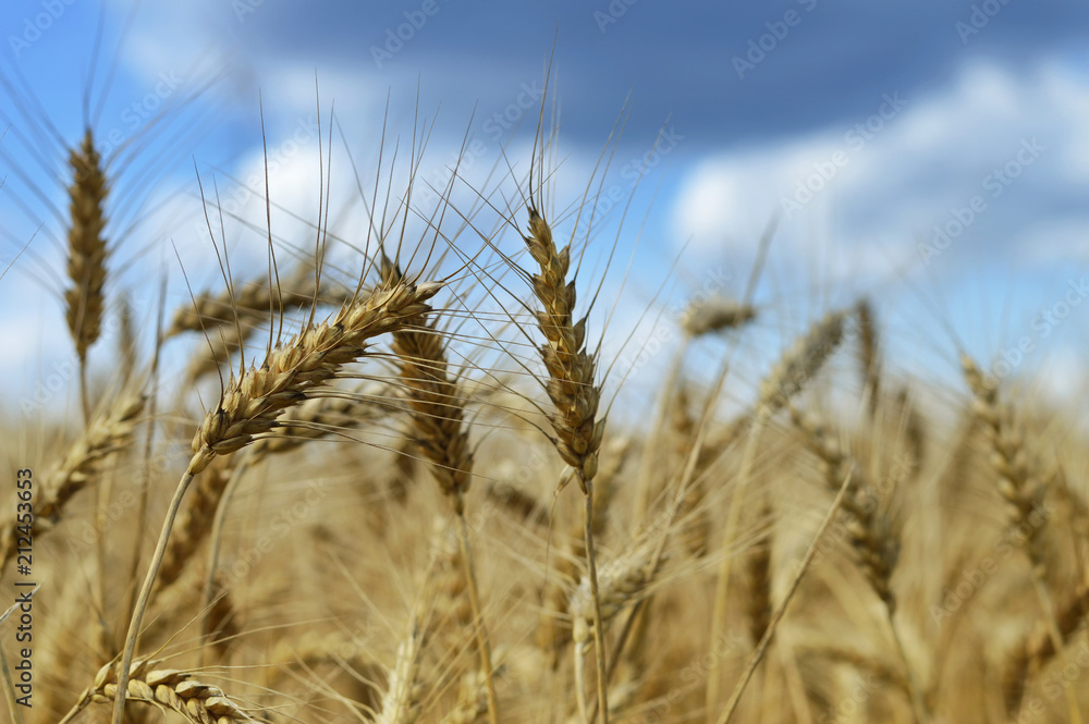 Wheat field in the summer