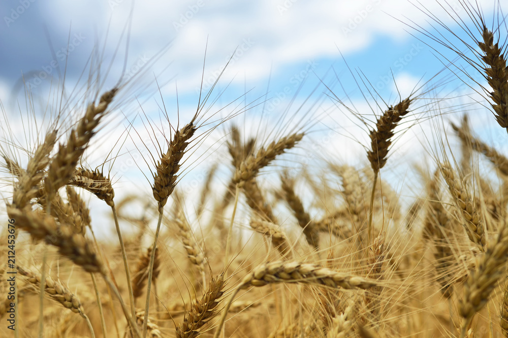 Fototapeta premium Wheat field