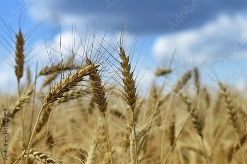 Wheat field in the summer