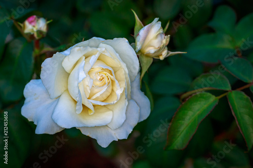 Fragrant Rose in Full Blossom