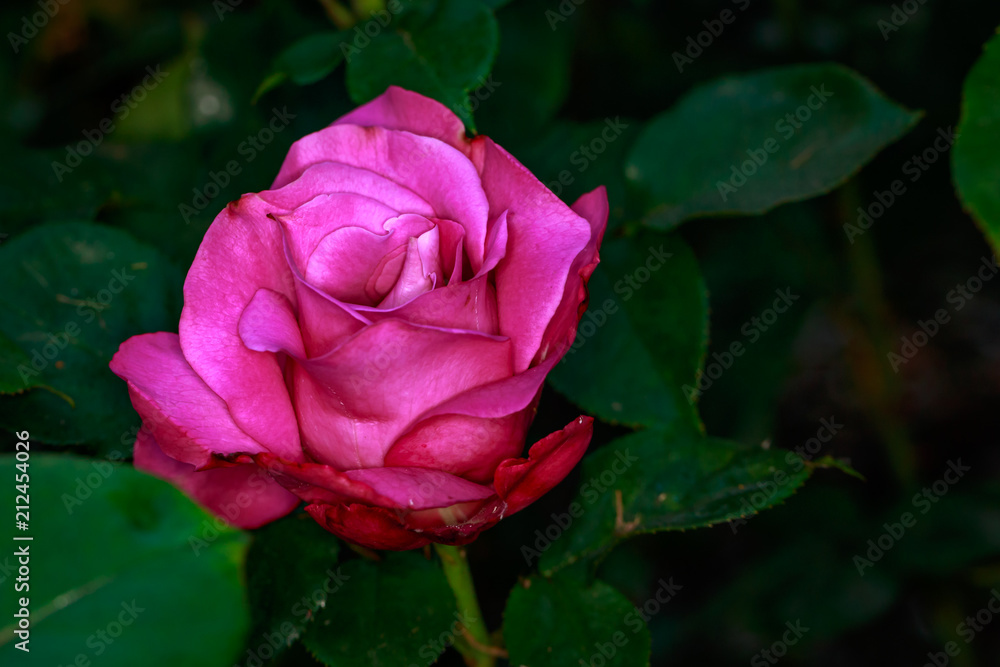 Fragrant Rose in Full Blossom Fragrant Rose in Full Blossom