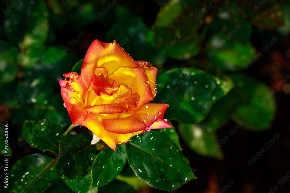 Fragrant Rose in Full Blossom