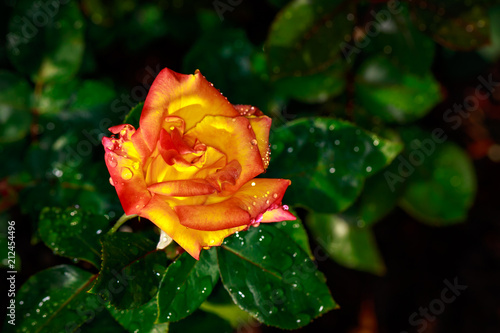 Fragrant Rose in Full Blossom