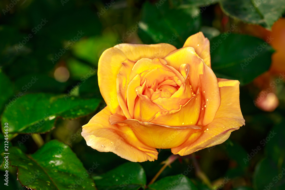 Fragrant Rose in Full Blossom Fragrant Rose in Full Blossom