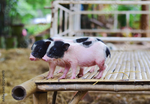 pig small body dwarf pigs miniature photo