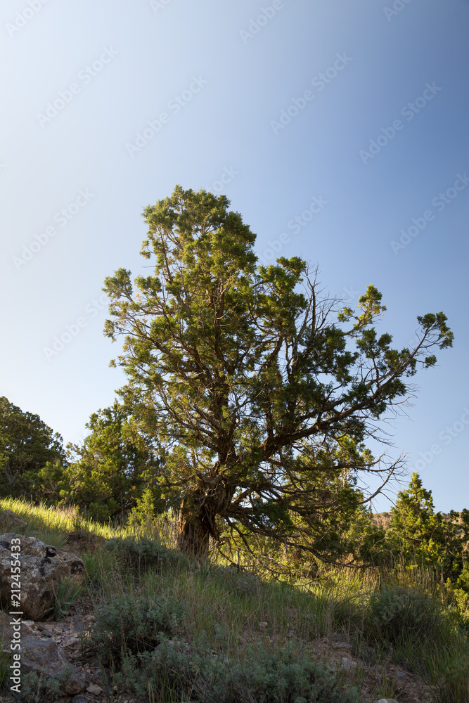Obraz premium Juniperus in Hezar Masjed Mountains, Khorasan, Iran