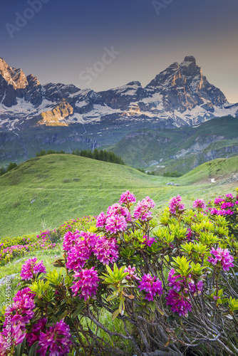 Alpine flowers and view to mountains peak in Italy