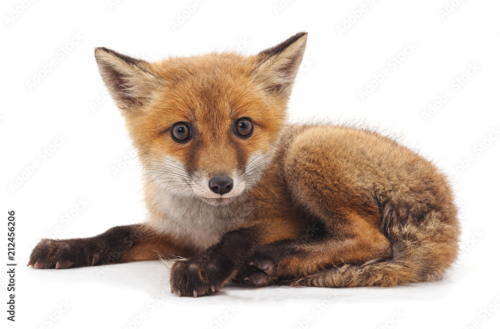 Little red fox. Little red fox.