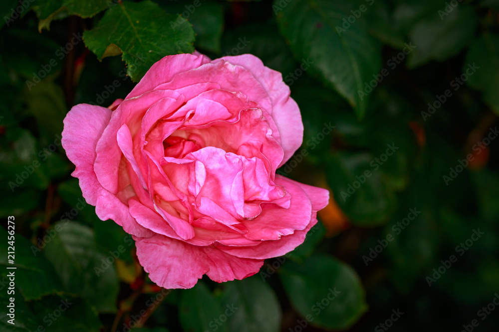 Fragrant Rose in Full Blossom Fragrant Rose in Full Blossom