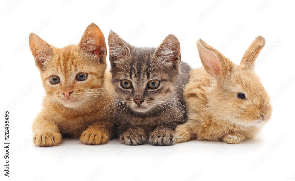 Obraz premium Cats and rabbit.