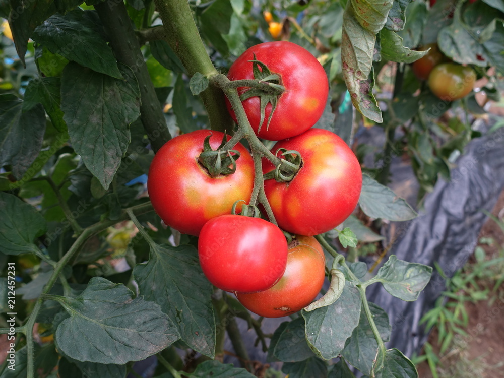 畑のトマト