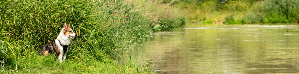 Panorama, junger Hund Mischling sitzt am Ufer, See oder Fluss daneben Panorama, junger Hund Mischling sitzt am Ufer, See oder Fluss daneben