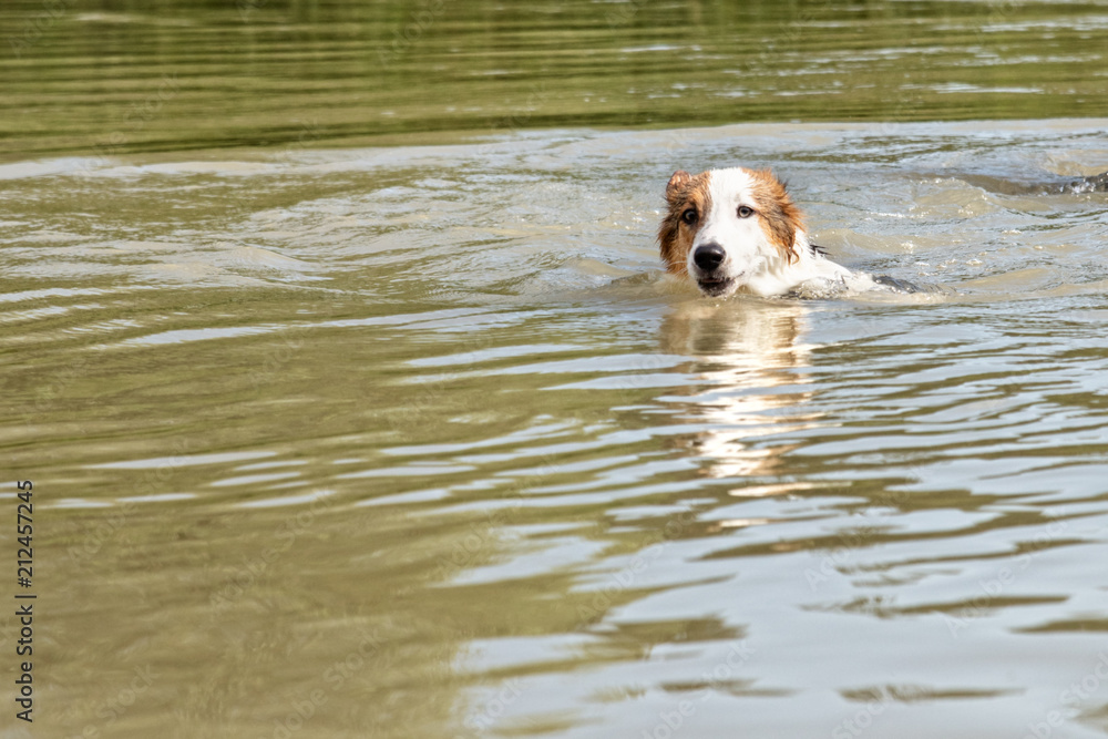 Welpe oder Junghund beim schwimmen in einem See