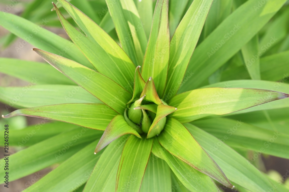 Obraz premium sprouting lily