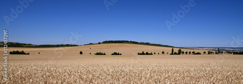 Panorama mit Getreide auf einem weitem Feld, vor einem kleinen Hügel und blauem wolkenlosen Himmel photo