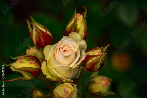 Fragrant Rose in Full Blossom