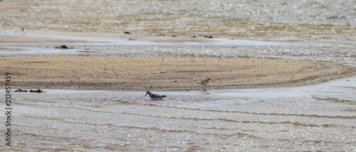 Bird at the beach in Cabo Verde