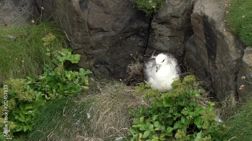 Un fulmar sur son nid / A fulmar sits on his nest