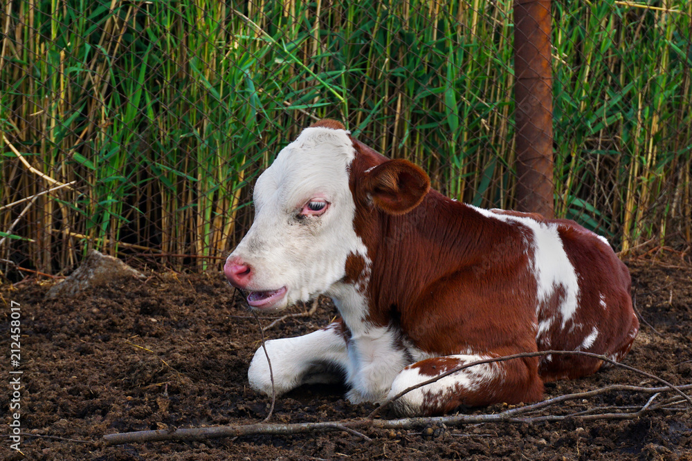 pretty red and white little calf sitting alone. young cow.
