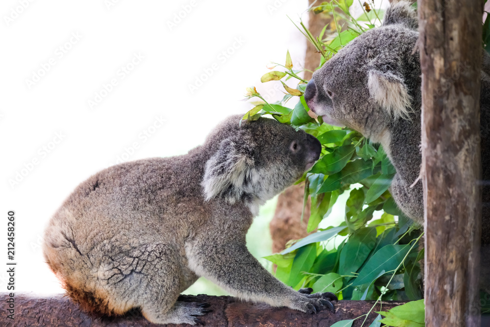 Obraz premium koala bear with her baby or joey in eucalyptus or gum tree