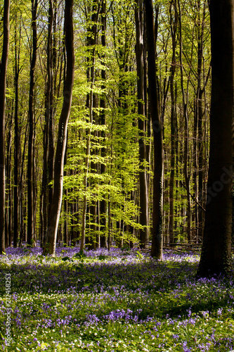 Sonian Forest