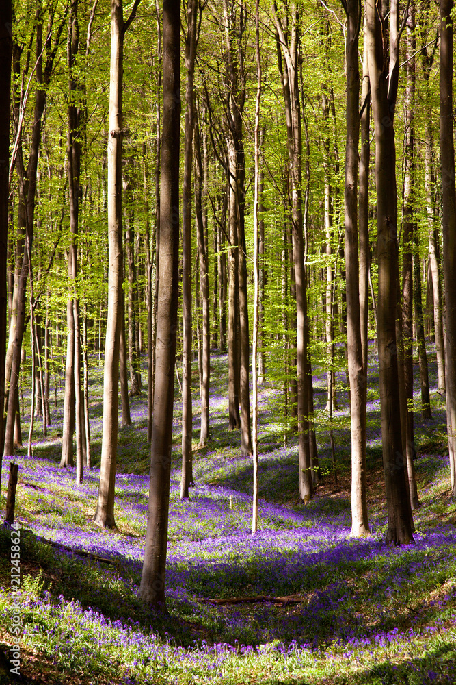 Naklejka premium Bluebell Carpet