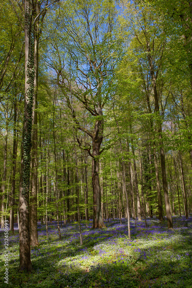 Obraz premium Spring Forest