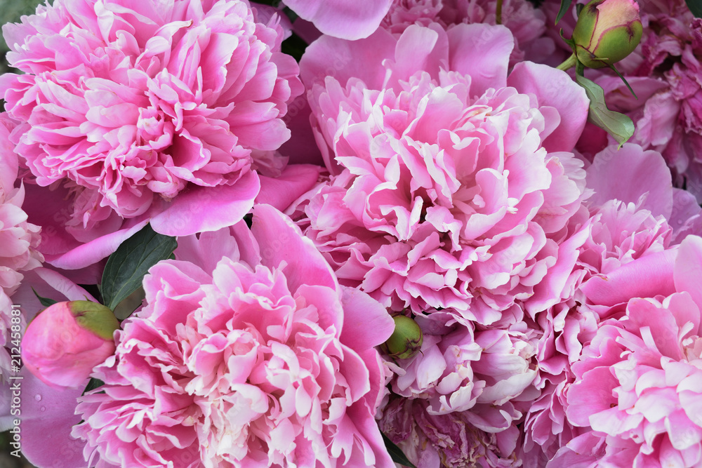 peony flower peony flower