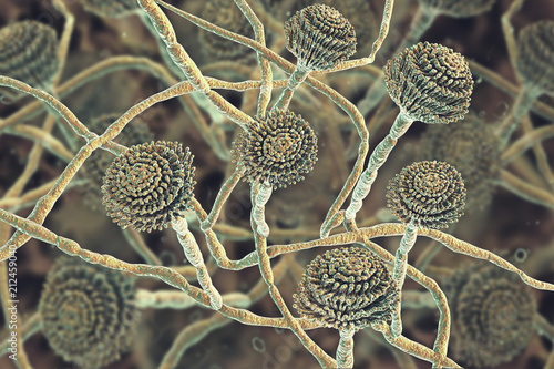 Fungi Aspergillus, black mold which produce aflatoxins and cause pulmonary infection aspergillosis, aspergilloma of brain and lungs, 3D illustration photo