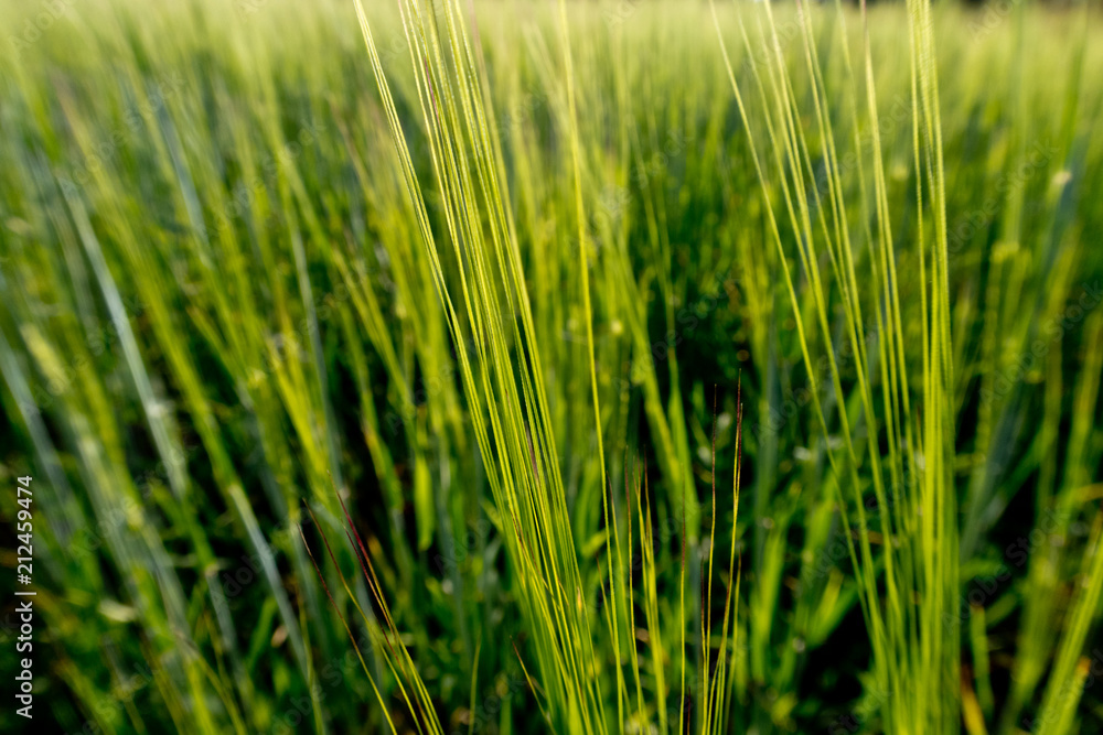 Fototapeta premium bright colorful summer flowers