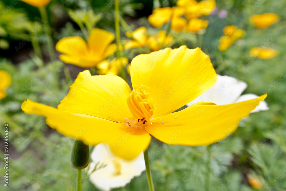 bright colorful summer flowers